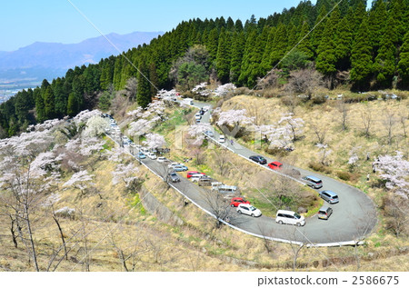 櫻花 山櫻 山櫻桃 2586675