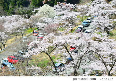 mountain cherry, senbonzakura, one thousand cherry trees 2586726