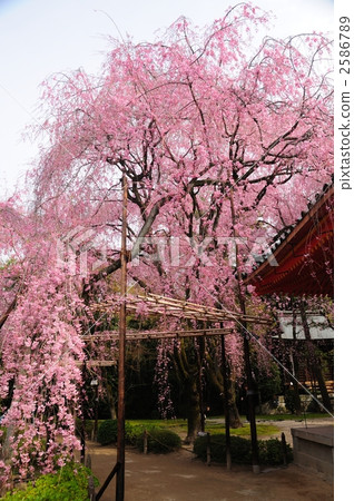 Weeping cherry blossoms at Heian Shrine 2586789