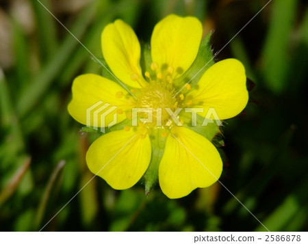 Flower of Hevy Strawberry 2586878