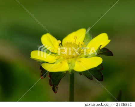 Flower of Hevy Strawberry 2586881
