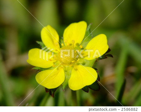 Flower of Hevy Strawberry 2586882
