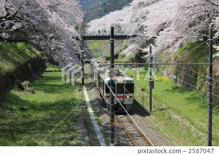 御殿場線 櫻花隧道 風景 2587047