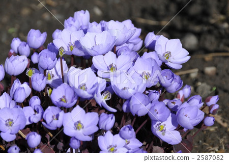 Tatsuta grass Tatsuta grass 2587082