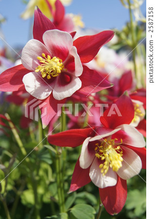 紅色花紅色花紅色 2587158