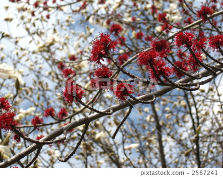 Hananooki的花和Kobushi 2587241