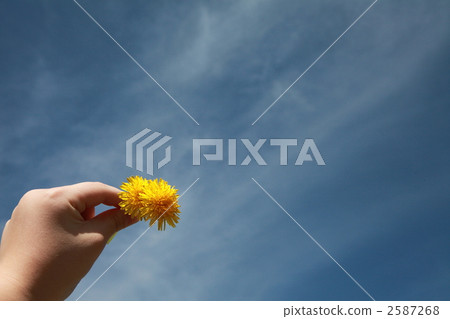 dandelion, botanic, botanical 2587268