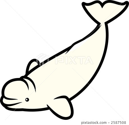 白鯨 鯨魚 海豚 2587508