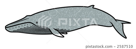 海洋動物 鯨魚 2587510