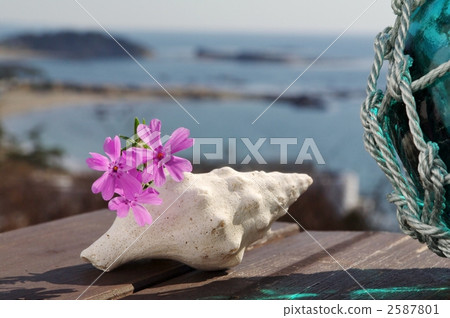 Shiba櫻花和玻璃浮 2587801