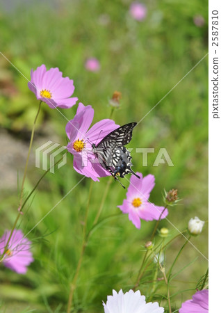 波斯菊和燕尾蝴蝶 2587810