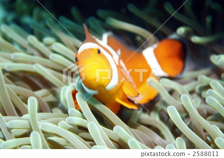 小丑銀蓮花屬魚沖繩島kerama 2588011