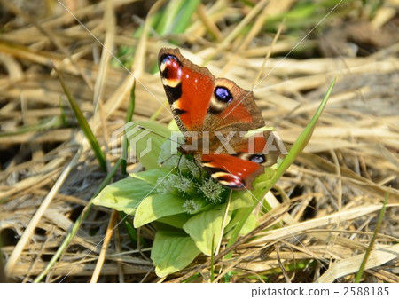Butterflies of Kabamadara and a blister 2588185