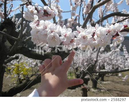 bloom, blossom, blossoms 2588297