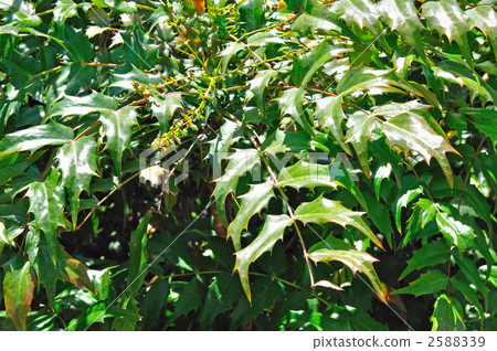 樹·Heiraginanten（Megui） 2588339