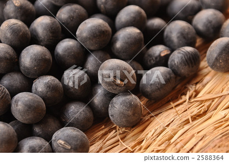 Tanba black soybean Tanba black soybean 2588364