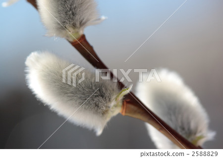 費利斯威爾遜的花 2588829