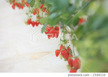 strawberries, strawberry, chiba 2589110