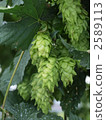 Hop fruit 2589113