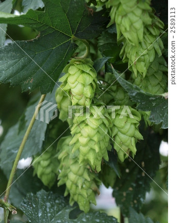 Hop fruit 2589113