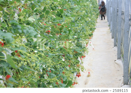 fresh, leasure, cultivation 2589115