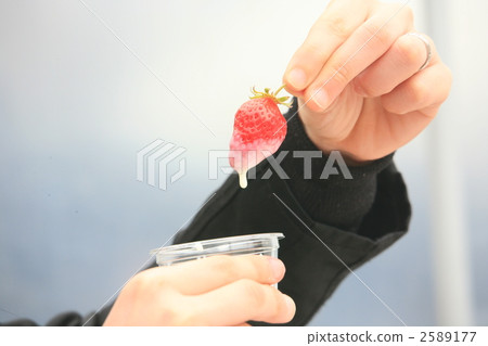 草莓 捏 採摘 2589177
