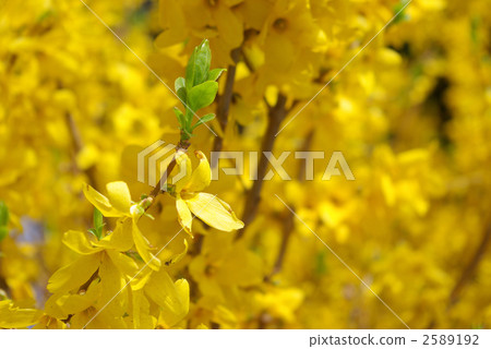 Forsythia 2589192