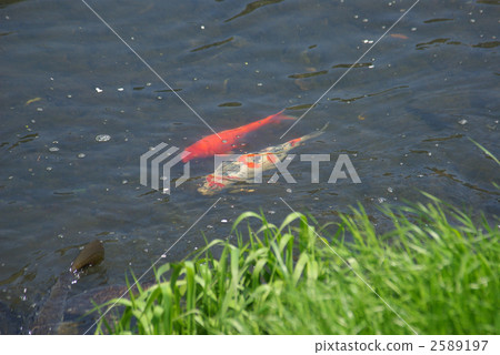 兩條鯉魚在河裡 2589197