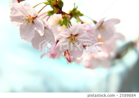 櫻花 櫻 賞櫻 2589884
