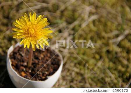 進入蛋殼蒲公英 2590170