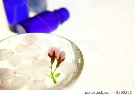 櫻花 櫻 賞櫻 2590265