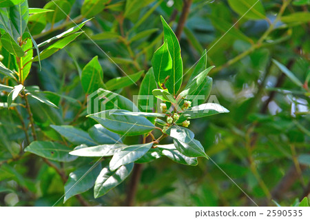 Tree · Mosque (Camphoraceae) Tree · Mosque (Camphoraceae) 2590535