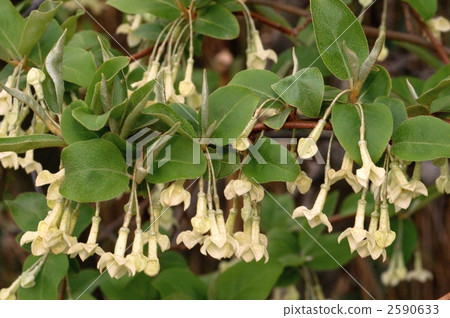 Natsugumi Natsugumi 2590633