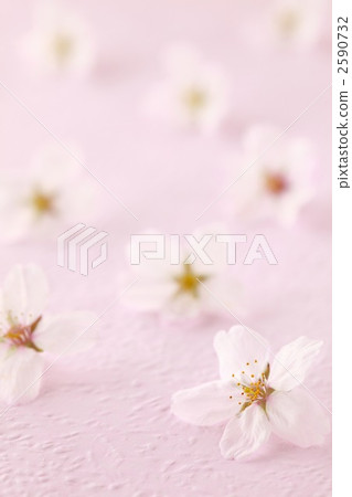 櫻桃花瓣 2590732