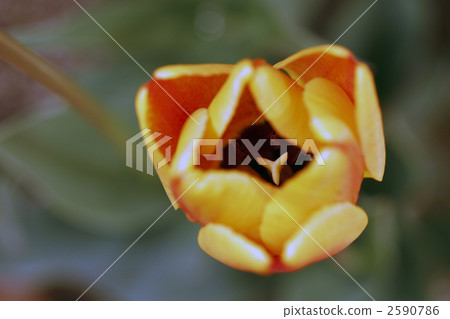 In the tulip 2590786