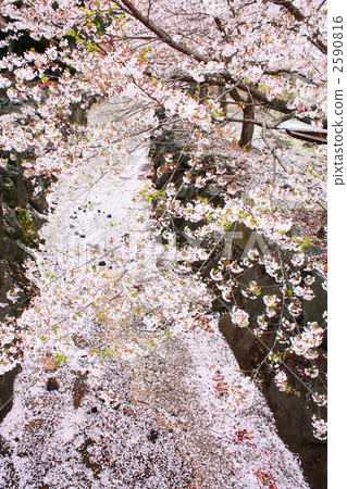櫻花河 櫻花河 2590816