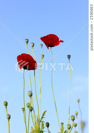 Poppy Poppy 2590863