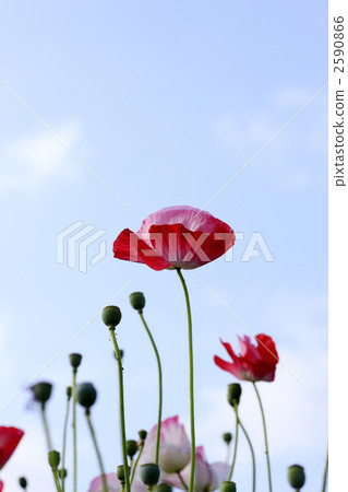 Poppy Poppy 2590866