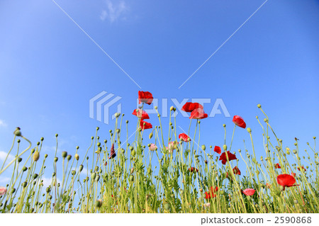Poppy Poppy 2590868