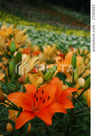 Lily Lily 2590883