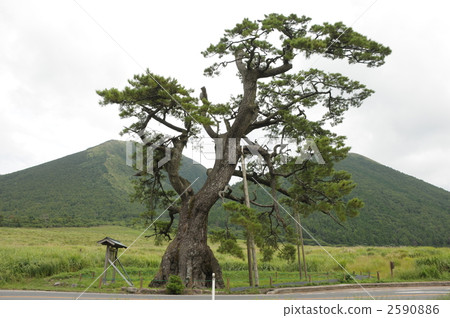 Mikuzan and prescribed pine Mikuzan and prescribed pine 2590886