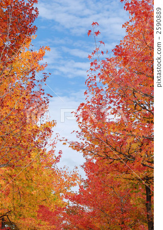 Autumn leaves of Taiwanfu 2590889