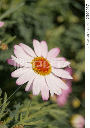 Margaret Comet Pink Margaret Comet Pink 2590937