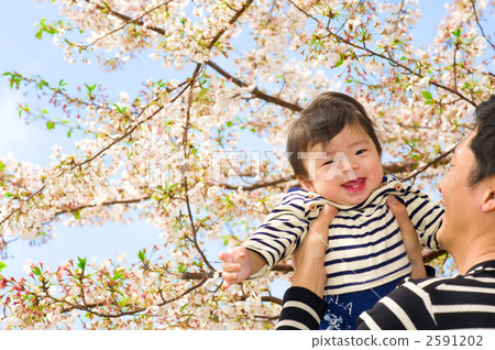 櫻花和盛開的嬰兒 櫻花和盛開的嬰兒 2591202