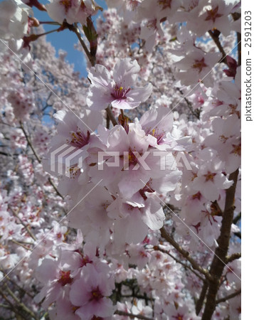 Coohigan Sakura Coohigan Sakura 2591203