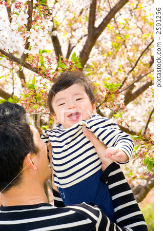 Cherry blossoms and babies in full bloom Cherry blossoms and babies in full bloom 2591256