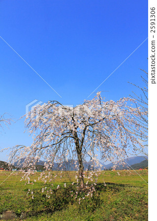 垂枝櫻花 2591306