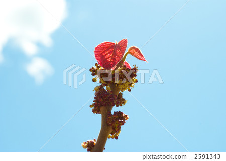 大葉紅芽 2591343