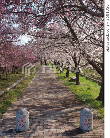 Cherry blossom trees (vertical) in Aichi / Peace Town Cherry blossom trees (vertical) in Aichi / Peace Town 2591350