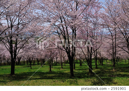miyamazakura, pink, full bloom 2591901